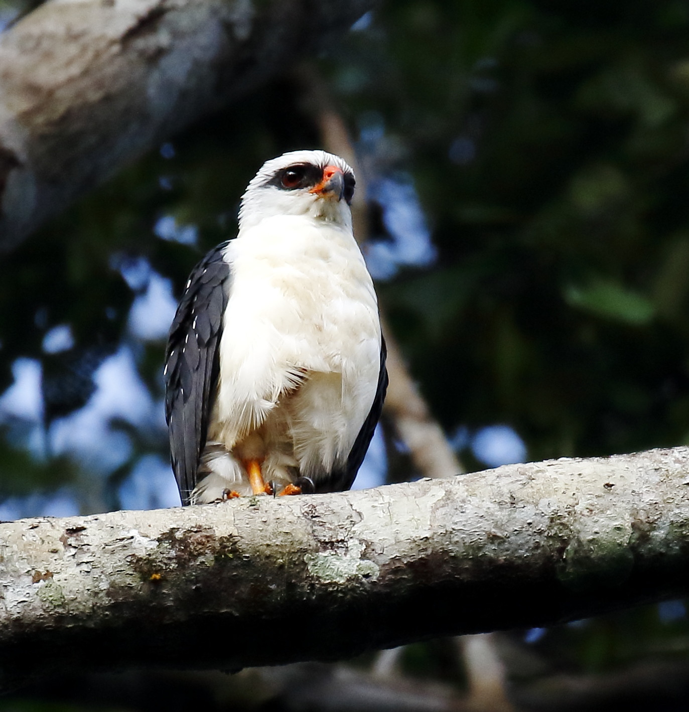 image Black-faced Hawk